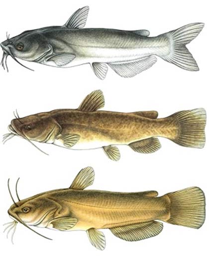 catfish species