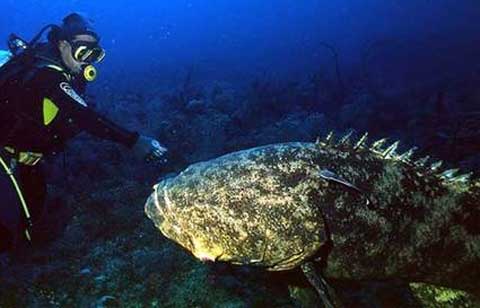 diver and grouper