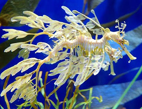 leafy sea dragon white