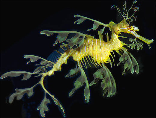 leafy sea dragon yellow