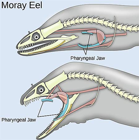 zebra spiny eel