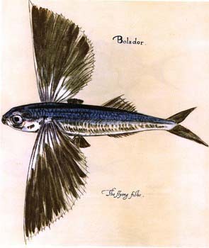 Flyingfishes - The Highest Flying Fish 