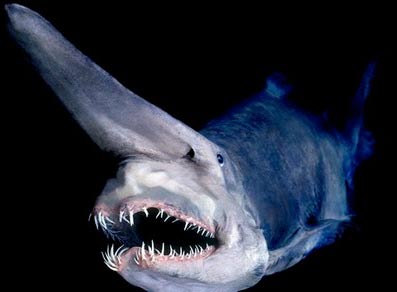 scary teeth shark