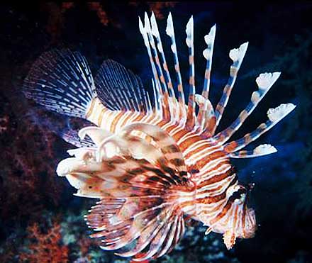 lionfish colorful