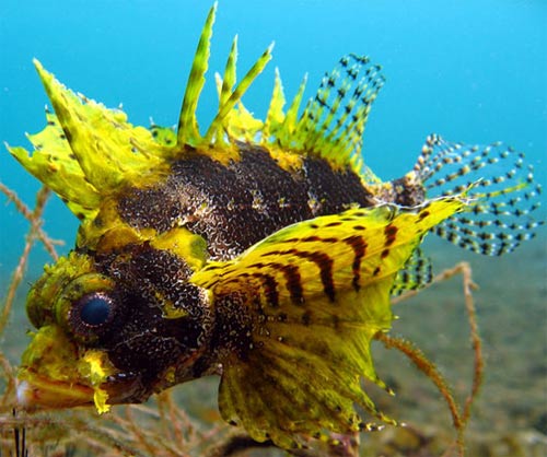 yellow dwarf lionfish