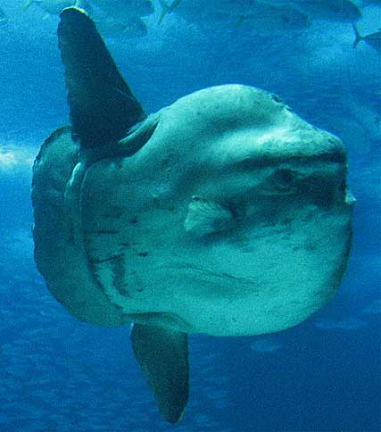 ocean sunfish mola mola