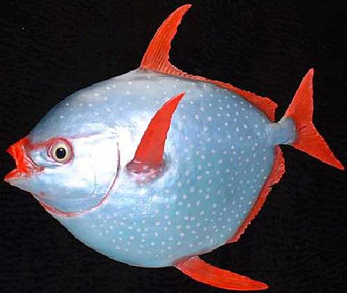 opah fish