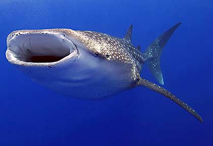 Whale Shark - The World's Biggest Fish 
