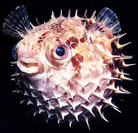 how to draw a realistic puffer fish