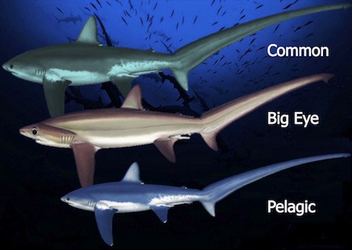 different species thresher shark