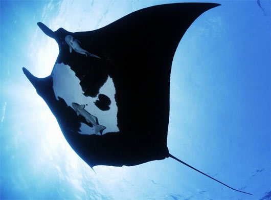 manta ray black white