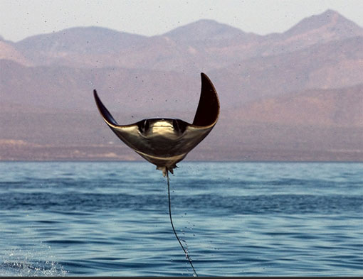 manta ray leaping out