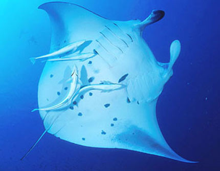 manta ray white underneath