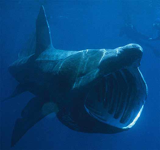 Megamouth Shark - Rare, Bizarre-looking Filter-feeder 