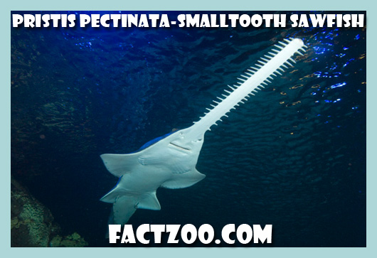 smalltooth sawfish Pristis pectinata