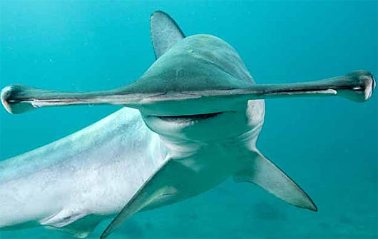 https://factzoo.com/wp-content/uploads/img-fz/fish/sharks-rays/smooth-hammerhead-shark-head.jpg