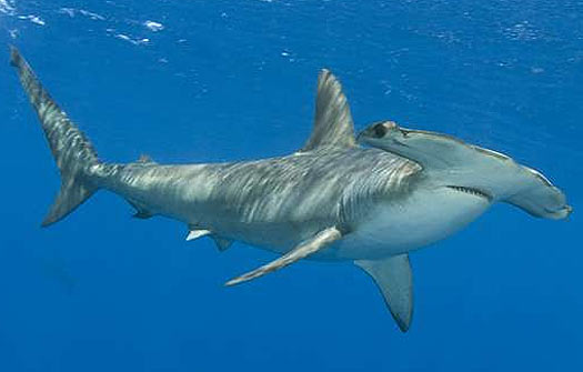 smooth hammerhead shark