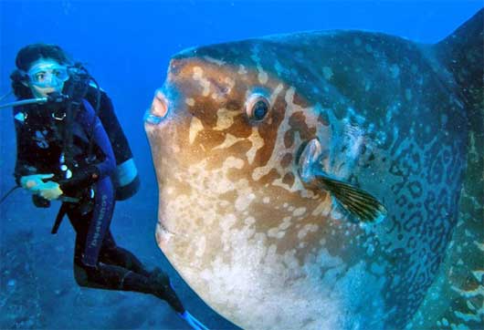 sunfish mola diver bali