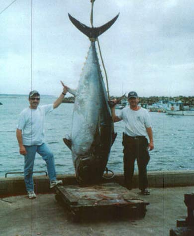 enormous bluefin tuna