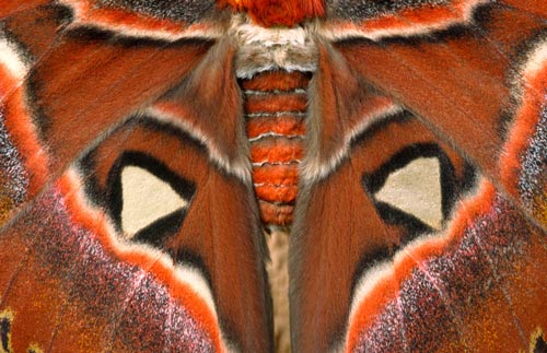 close up of atlas moth