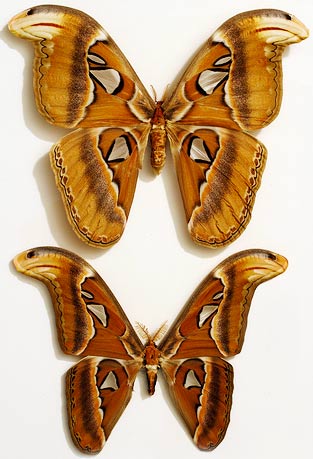 largest atlas moths male female