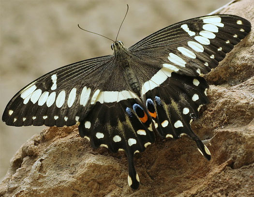 Swallowtail Butterflies - Large and Colorful - FactZoo.com