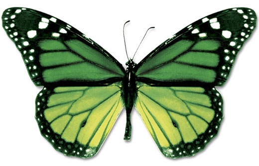 green black butterfly