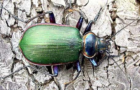 ground beetle