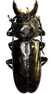 central america beetle molarius