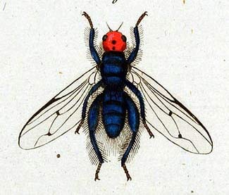 fly illustration