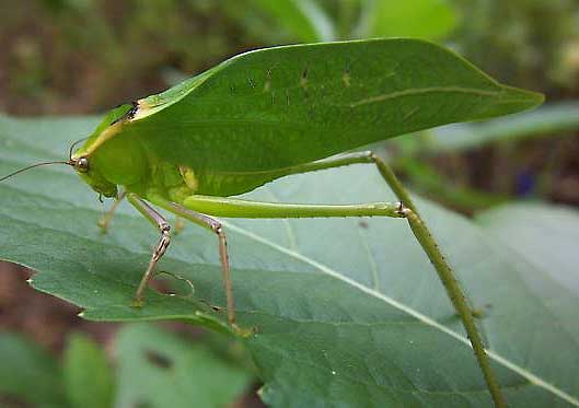 giant green insect