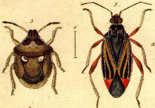 jakobs insects