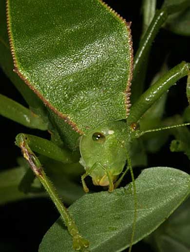 katydid head