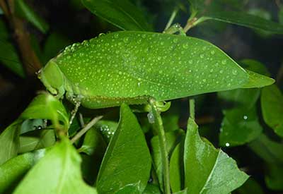 leaf or katydid