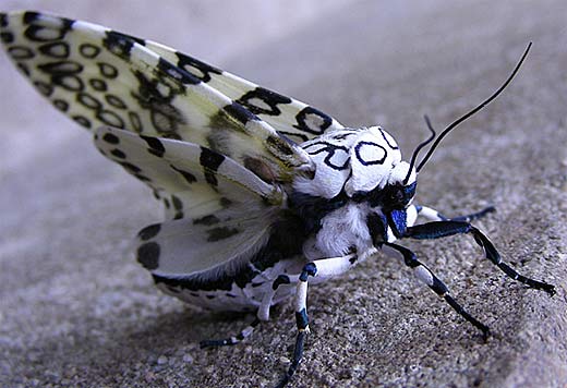 Giant Leopard Moth: - Most Beautiful Moths In The World