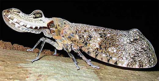 peanut-hrsfrf bug latern fly jequintiranaboia