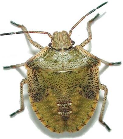 brown-green-speckled-stink-bug