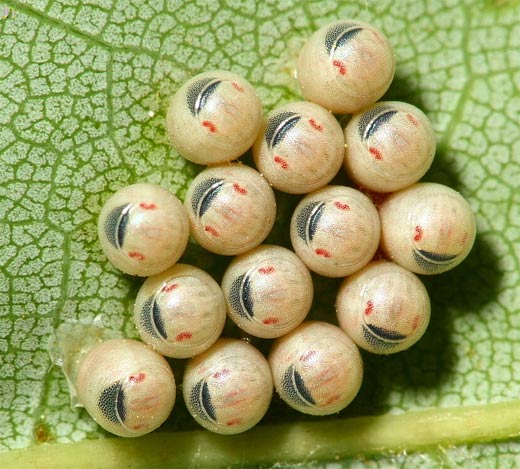 stink-sheild-bug-eggs-under-leaf