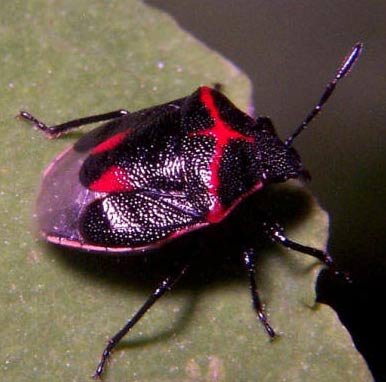 twice-stabbed-red-black-stink-bug