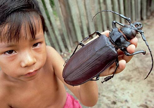 titan beetle larger than boy
