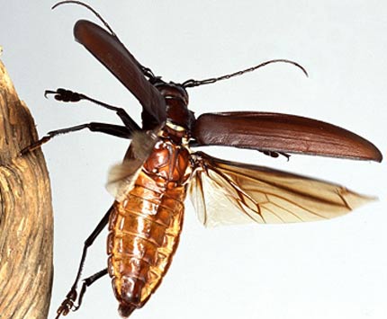 worlds largest longhorn beetle flying