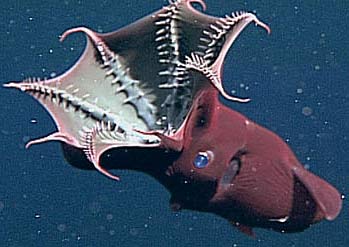 vampire squid red inside out