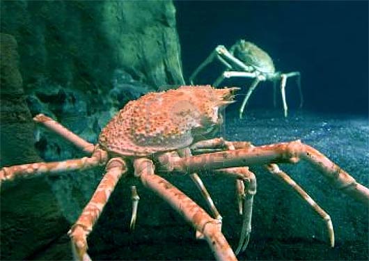 king crabs habitat