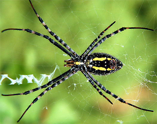 Spider, Invertebrates, Animals