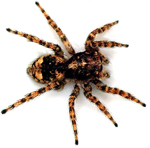 Arachnid - Eight-Legged Invertebrates 