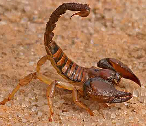Arachnid - Eight-Legged Invertebrates 
