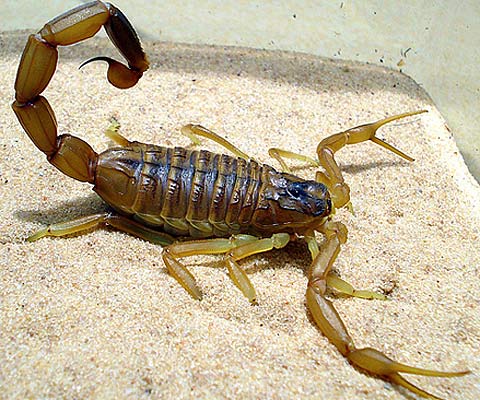 top 10 poisonous scorpion
