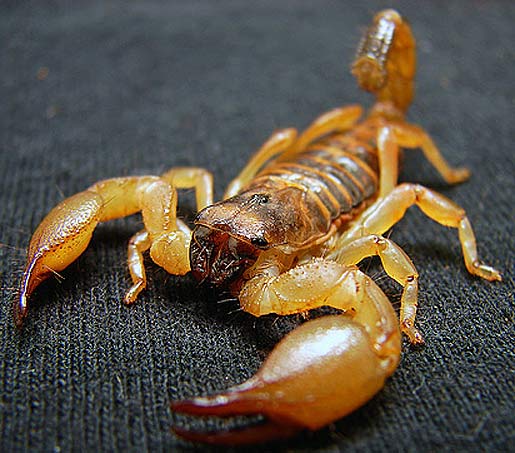 yellow isreali scorpion