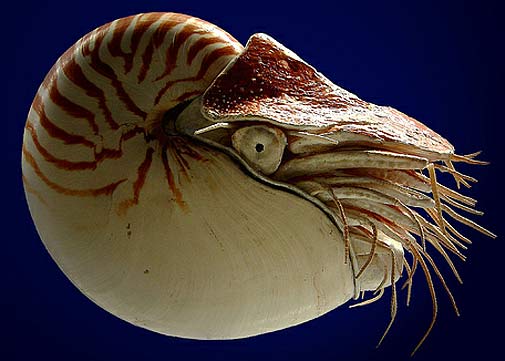 Nautilus - Pretty Shell, Aqua-Propelled 