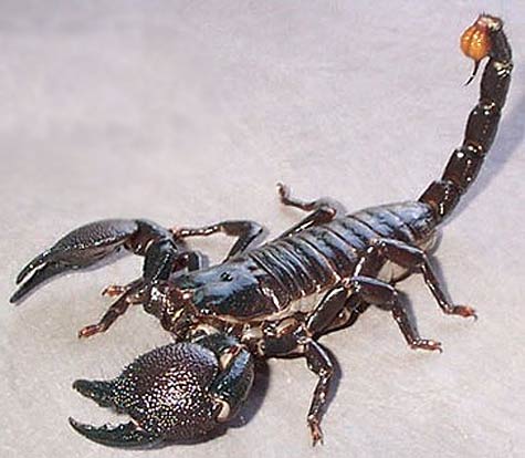 scorpions do sting